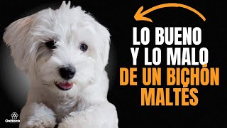 BICHÓN MALTÉS VENTAJAS Y DESVENTAJAS de tener uno [upl. by Ynnus]