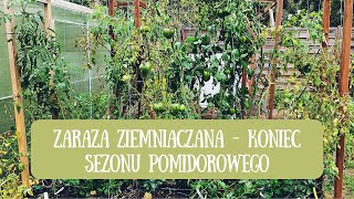 Zaraza zmieniaczana  koniec sezonu pomidorowego 😔 [upl. by Zebada]