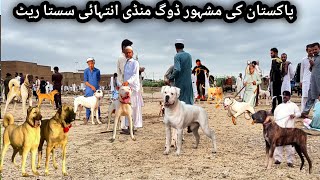 Pakistan Ki Mashoor Kohat Dogs Mandi Mai Price Intehai Kam  Kohati Gultair vs Bully [upl. by Josh]