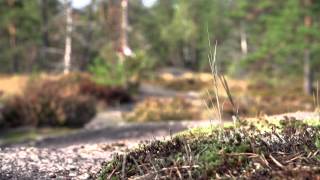 Buff Trail Tour Finland 2014 [upl. by Tinaret]