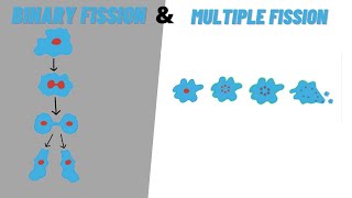 Binary Fission amp Multiple Fission  Biology [upl. by Danell644]