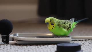 Budgie Bird With 35 Word Vocabulary Clear Audio [upl. by Losyram]