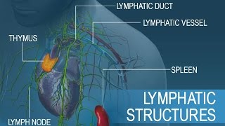 Anatomy and Physiology of Lymphatic System [upl. by Adnwahs]