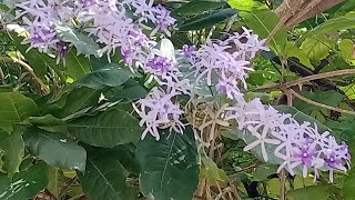 How to propagate Petrea Volubilis Sandpaper vine [upl. by Sexton669]