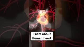 Human Heart Fact Anatomy biology [upl. by Ferdinanda894]