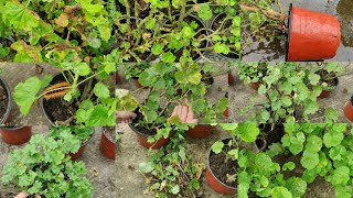 Rainy Season Ma Geranium Ko Care Kasari Garnu  Geranium Care Season Tips for Healthy Plants [upl. by Rexer2]