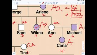 Pedigree Genotype Example [upl. by Minier]