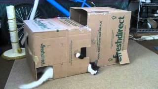 Cute Kittens with Cerebellar Hypoplasia CH Play in DIY Kitten Playhouse [upl. by Audras]