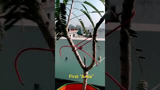 Grow Bag Plants terrecegarden garden amla growbagfilling [upl. by Adi248]