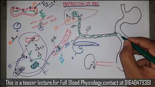 Destruction of RBC  Bilirubin Metabolism  Blood physiology  Bangla [upl. by Lachish]