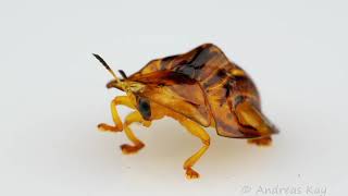 Tortoise Beetle from the Amazon rainforest of Ecuador [upl. by Casandra447]