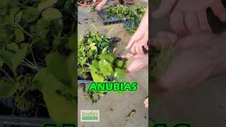 This Is The FUN STAGE  Anubias  PART 2 [upl. by Trocki]