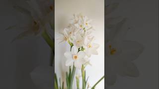 How To Force Paperwhite Bulbs In Water winterfloweringplant indoorgardening paperwhite [upl. by Veda]