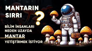 Mantarın Sırrı Ne  Bilim İnsanları Neden Uzayda Mantar Yetiştirmek İstiyor [upl. by Bonine59]