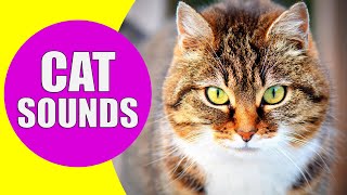 CAT MEOWING SOUNDS  Realistic Cat Sounds and Noises with Videos [upl. by Tippets]