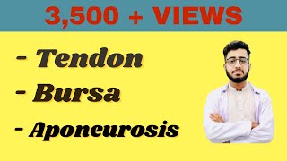 Tendon  Aponeurosis  Bursa in Detail DoctorAbdulQadeer [upl. by Drarej]