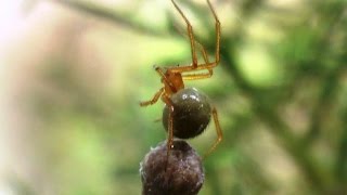 Araña Nesticodes rufipes Red House Spider [upl. by Schacker]