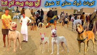 Pakistan Famous Dogs Market 🐕 Kohati gultair Attack on bully Dog  Kohat Dog Market  Pk Animals [upl. by Knapp]