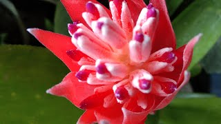 BILLBERGIA PYRAMIDALIS  FLAMING TORCH  SPECIES OF Bromeliad Rosemarie Tatz [upl. by Dwayne998]