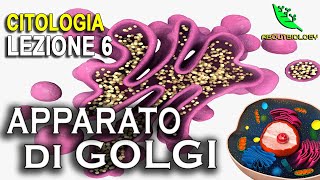 LAPPARATO di GOLGI Citologia Lezione 6 [upl. by Ambie]