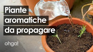 3 piante aromatiche da propagare per talea rosmarino salvia e peperoncino [upl. by Sahcnip465]