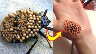 20 Most Dangerous Bugs On EarthMost Dangerous Insects In Hindi [upl. by Erehs811]