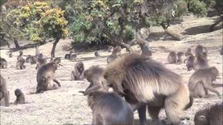 Gelada Baboons Simien Mountains Ethiopia [upl. by Loutitia]