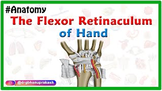 The flexor retinaculum of Hand  Gross anatomy  Attachments and Relations [upl. by Retsila15]