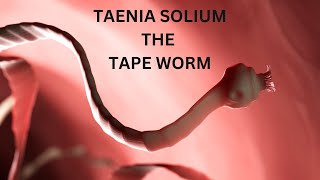 TAENIA SOLIUM worm science biology education information interesting funfactsaboutme pig [upl. by Ariamat]