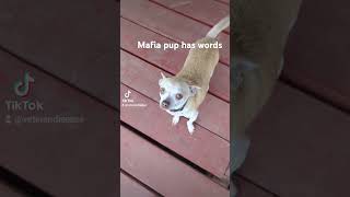 Lil pup doesnt believe his friend is a rat and refuses to do hit giggles gregarious doglover [upl. by Inobe]