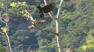 オオタカ 対 カラス Goshawk vs Raven 奄美大島 [upl. by Dituri703]