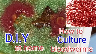 How to culture TubifexbloodwormsHindi Unlimited Live Food for Fish Grow Your Tubifex at Home [upl. by Ponzo28]