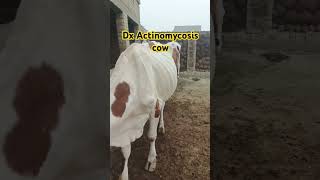 Treatment of Actinomycosis cow🐄 cow Buffalo [upl. by Liuka375]