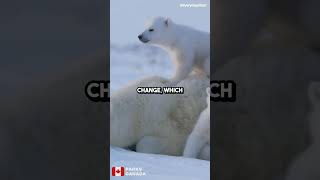 Why Polar Bears Are Protected in Canada 🐻‍❄️ wildlifeconservation [upl. by Padgett773]