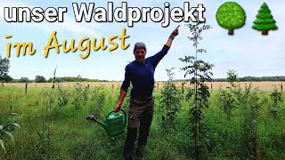 Unser Waldprojekt im August 🌞🌲🌳 Wie sieht es aus 🦌 Wildzaunkontrolle forstwirtschaft wald bäume [upl. by Glad]