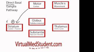 Basal Ganglia Direct Pathway [upl. by Radferd245]