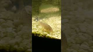 Cory cat fish swimming bought at Pet World [upl. by Shellans]