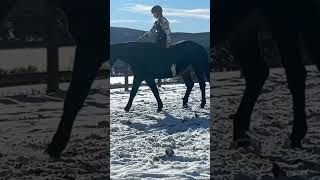 first time galloping with zero tack M12 [upl. by Bruns]