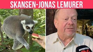 SkansenJonas lemurer springer lösa i Nynäshamn [upl. by Dumm263]