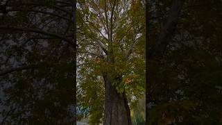 Giant Chinar Tree in Kashmir tree kashmir shorts [upl. by Hsivat]