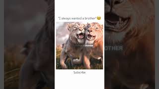 I want a brother 😭 ll subscribe ll lion brother love unconditionallove animals shorts [upl. by Clere503]