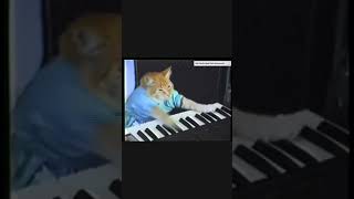 Keyboard cat sample full video press play credits to keyboardcatreal [upl. by Salokkin]