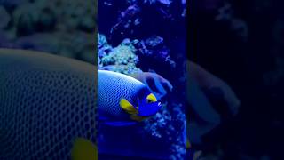 Blue headed Angelfish 😍😍shortsviral اکواریوم reeftank angelfish [upl. by Alodi]