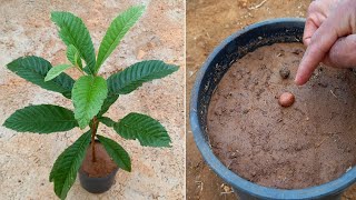 زراعة الاسكادنيا loquat oppdrett [upl. by Fredek]