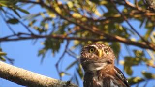 Caburé Glaucidium brasilianum [upl. by Nathaniel]