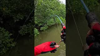 Ikan Penunggu akar bakau 😆 mancingsungai fishingvideo mancingmuara [upl. by Tenom820]