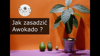 Jak wyhodować i zasadzić awokado z pestki [upl. by Comstock618]