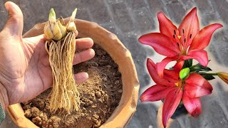 Asiatic lily plant growing tips How to plant grow lily flowers bulbs Lilium flowers care [upl. by Neysa]