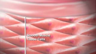 Smooth Muscle Function [upl. by Georgi]