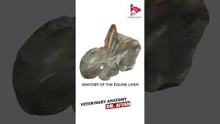 Equine liver 3d Anatomy Dr Aiyan [upl. by Nehte82]